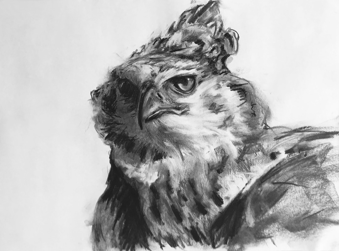 African Crowned Eagle charcoal drawing