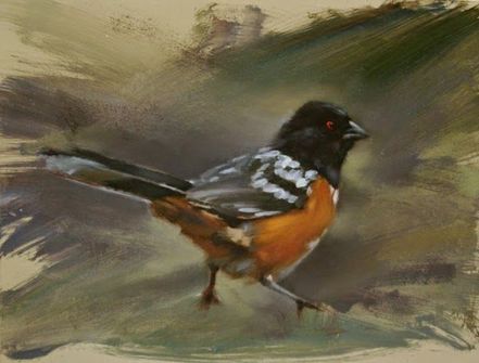 Towhee bird painting