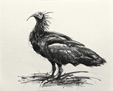 Northern Bald Ibis art charcoal drawing