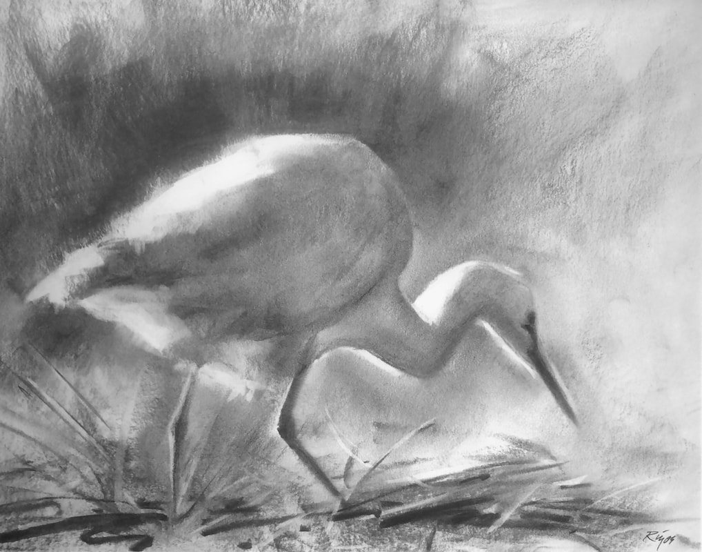 Great Egret charcoal drawing