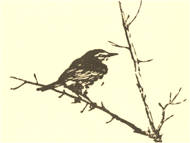 Warbler woodcut birds in art