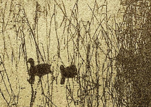 moorhens at dusk etching