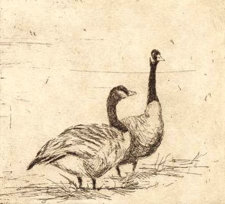 Canada Geese Etching