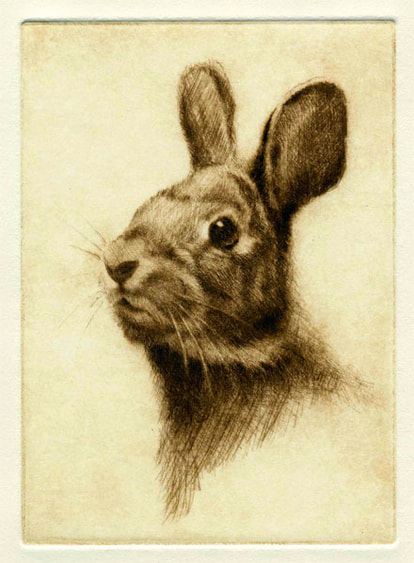Cottontail Rabbit Art
