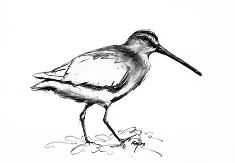 long billed dowitcher charcoal drawing