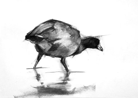 Coot charcoal drawing