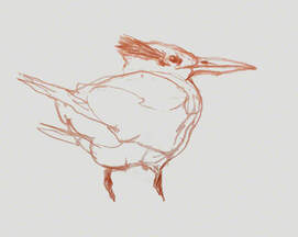 Drawing birds from life