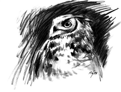 Great Horned Owl Charcoal Drawing