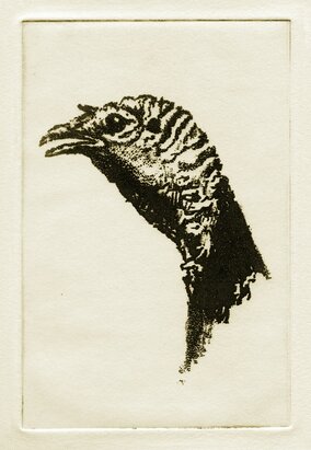 Wild Turkey art etching