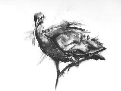 white faced ibis charcoal drawing
